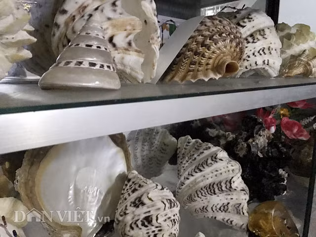 Đưa tay chỉ bộ vỏ ốc sò nứa hơn 10 cái có vân đủ màu sắc vô cùng đẹp và kích cỡ nhỏ nhất cũng gần 2 bàn tay xòe của người lớn, với trọng lượng khoảng 1,5 kg/vỏ trở lên, thợ lặn Giàu tự hào: "Loại ốc này không hiếm, thế nhưng tìm được kích cỡ như vầy thì không nhiều".