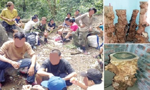 Sau những vụ lâm tặc khai thác gỗ sưa chấn động tại Phong Nha - Kẻ Bàng (ảnh lớn), giờ gỗ hương giáng là điểm ngắm (ảnh nhỏ)? Ảnh: PV.