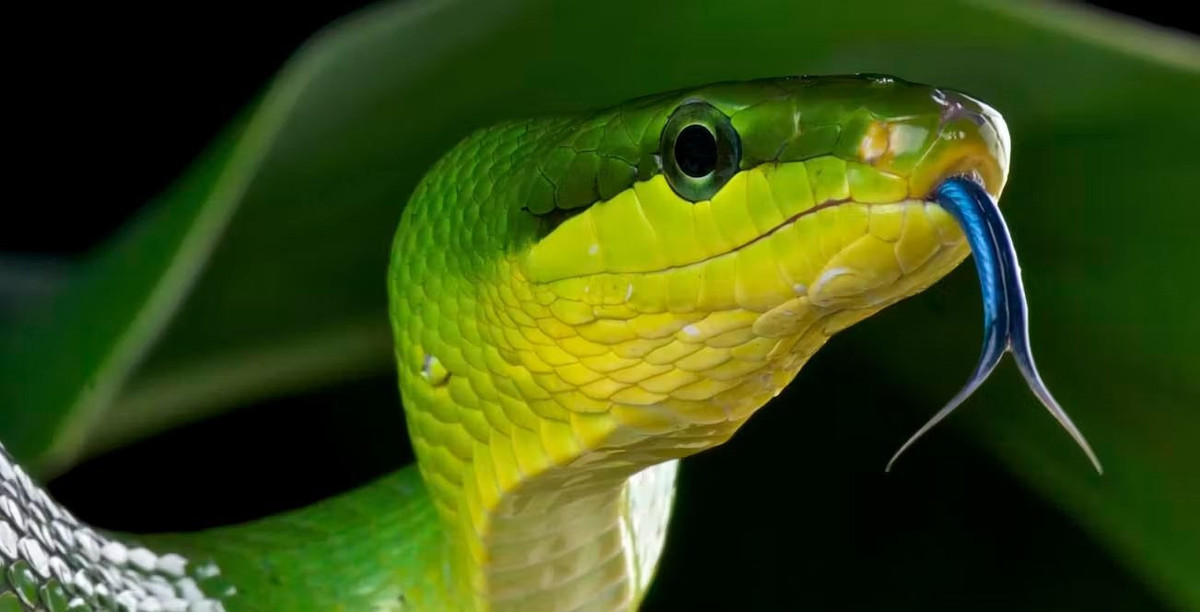 Su tien hoa cua luoi o chim va bo sat he lo cach kiem moi-Hinh-2