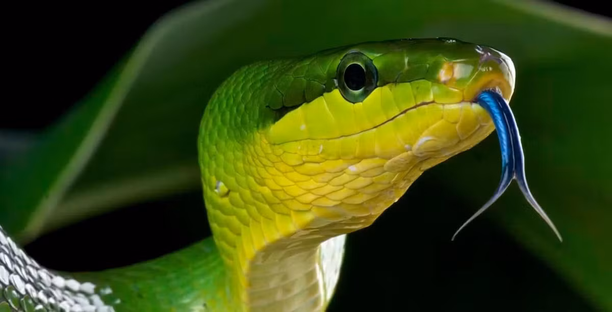 Su tien hoa cua luoi o chim va bo sat he lo cach kiem moi-Hinh-2