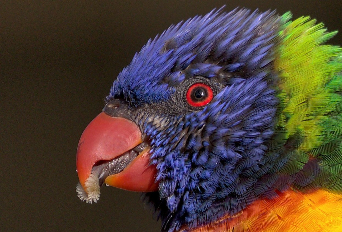 Su tien hoa cua luoi o chim va bo sat he lo cach kiem moi-Hinh-3