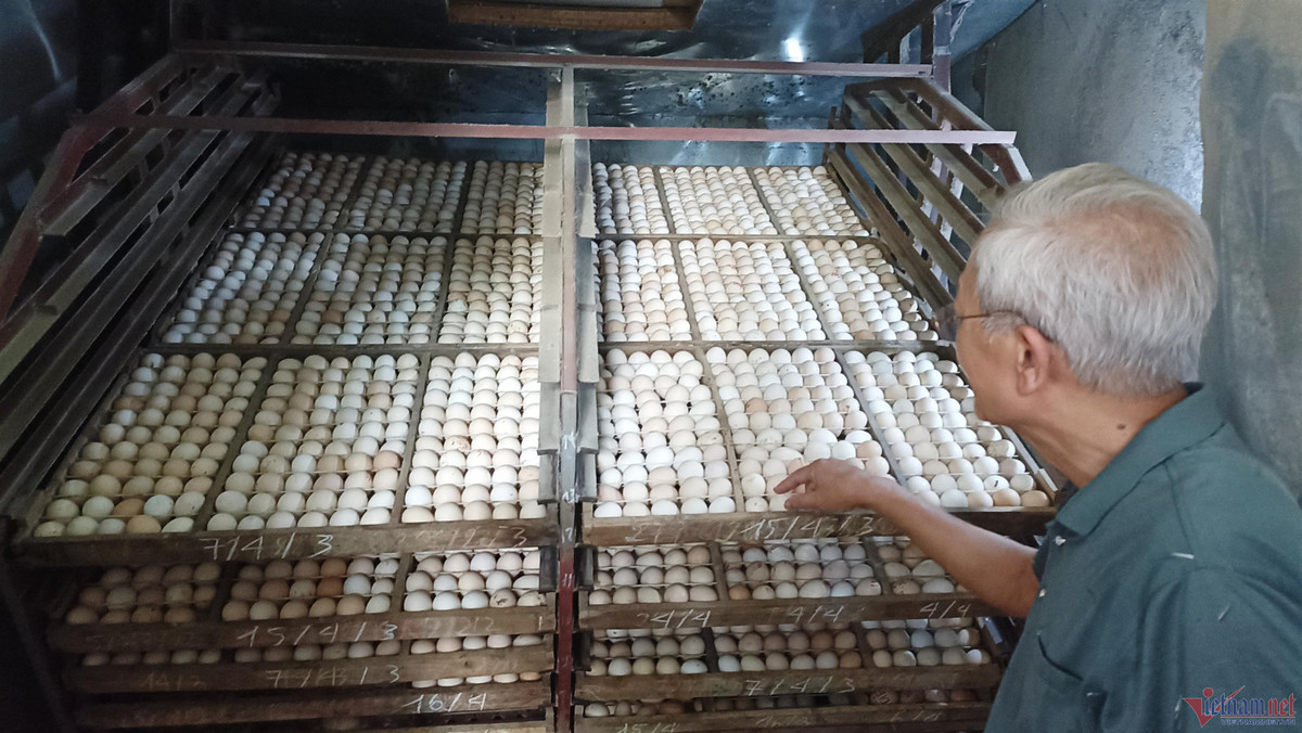 Trang trai ga Dong Tao cua thay giao ve huu, thu tien ty moi nam-Hinh-2