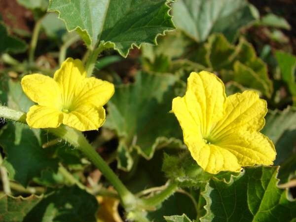 Nhieu bo phan cua cay dua bo deu co the lam thuoc-Hinh-2