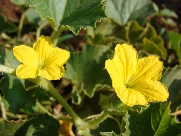 Nhiều bộ phận của cây dưa bở đều có thể làm thuốc - Hình 2 Nhieu bo phan cua cay dua bo deu co the lam thuoc-Hinh-2