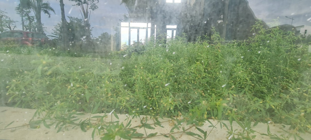 Cỏ mọc um tùm, xanh tốt sau lớp cửa kính hào nhoáng.