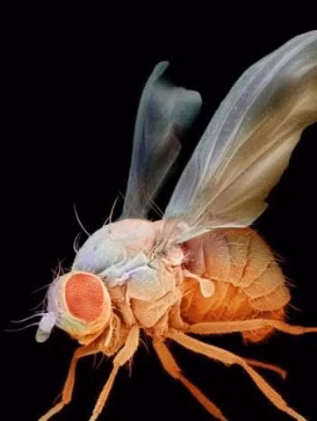 Các bác sĩ đã lấy ấu trùng ra khỏi tai người phụ nữ mà không gặp khó khăn nào. Bệnh nhân được cho dùng thuốc kháng sinh. Hai tuần sau khi điều trị, ống tai của người phụ nữ này đã bình phục hoàn toàn.