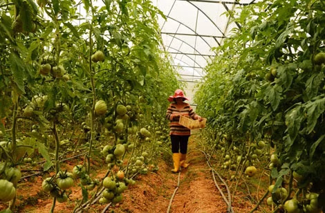 Nong dan thu tien ty/nam thanh trieu phu o lang-Hinh-2