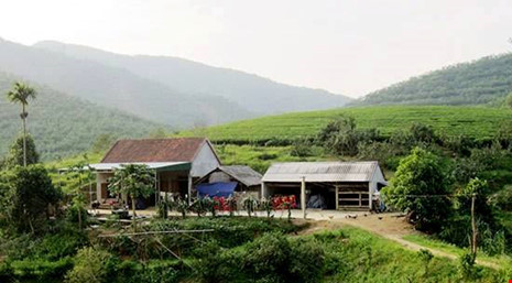 Nghe An 6 con voi rung keo ve quay pha vuon nha dan