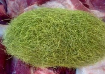 Nếu được xác nhận là cát lợn, vật thể giống trứng mà anh Huang tìm thấy có giá gần 1 triệu USD. Ảnh: Sina.