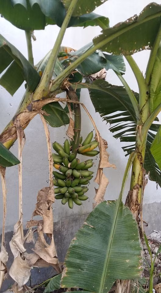 Chuối ngự ở trong vườn.