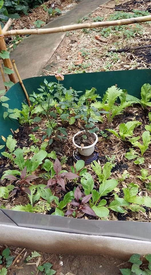 Mùa hè chị trồng nhiều loại rau cải khác nhau như cải mào gà, cải xoăn kale, cải bẹ, cải bó xôi,...Chị Dung tâm sự, thịt bò cuốn lá cải là món ăn mà cả nhà chị đều mê.