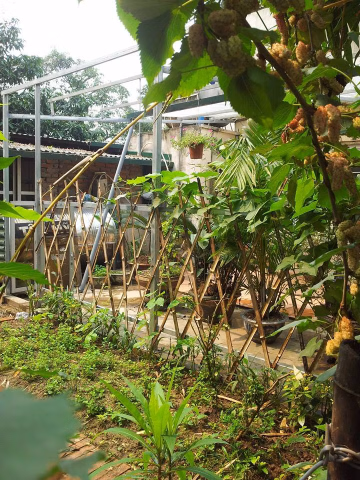 Vì cho con ăn dặm nên khó khăn lớn nhất của chị trong việc trồng rau, quả chính là việc ngừa sâu bệnh cho rau, củ, quả vì chị không muốn sử dụng bất kỳ loại hóa chất nào.