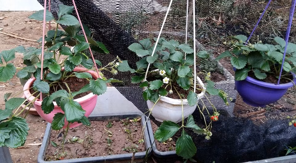 Những cây dâu tây có giống từ Mộc Châu được mẹ Dung thi thoảng vặt cho Bơ (con gái chị). Chị kể: "Ban đầu, mình mua cây giống không phù hợp với khí hậu miền Bắc nên mất kha khá tiền. Sau đó mình được mách mua cây giống Mộc Châu, trồng không khó, quả bé nhưng ăn ngọt lừ. Hiện, khu vườn đang có 4 cây dâu tây, 3 cây đang ra hoa và quả, quả bé nhưng cực chất lượng". Chia sẻ về kinh nghiệm mua cây giống dâu tây, chị cho biết nên mua những cây con có hoa sẵn càng tốt và phải là giống hợp với khí hậu miền Bắc. Khi cây ra hoa nên "tẩm bổ" phân và vặt bớt lá để cây nuôi quả.