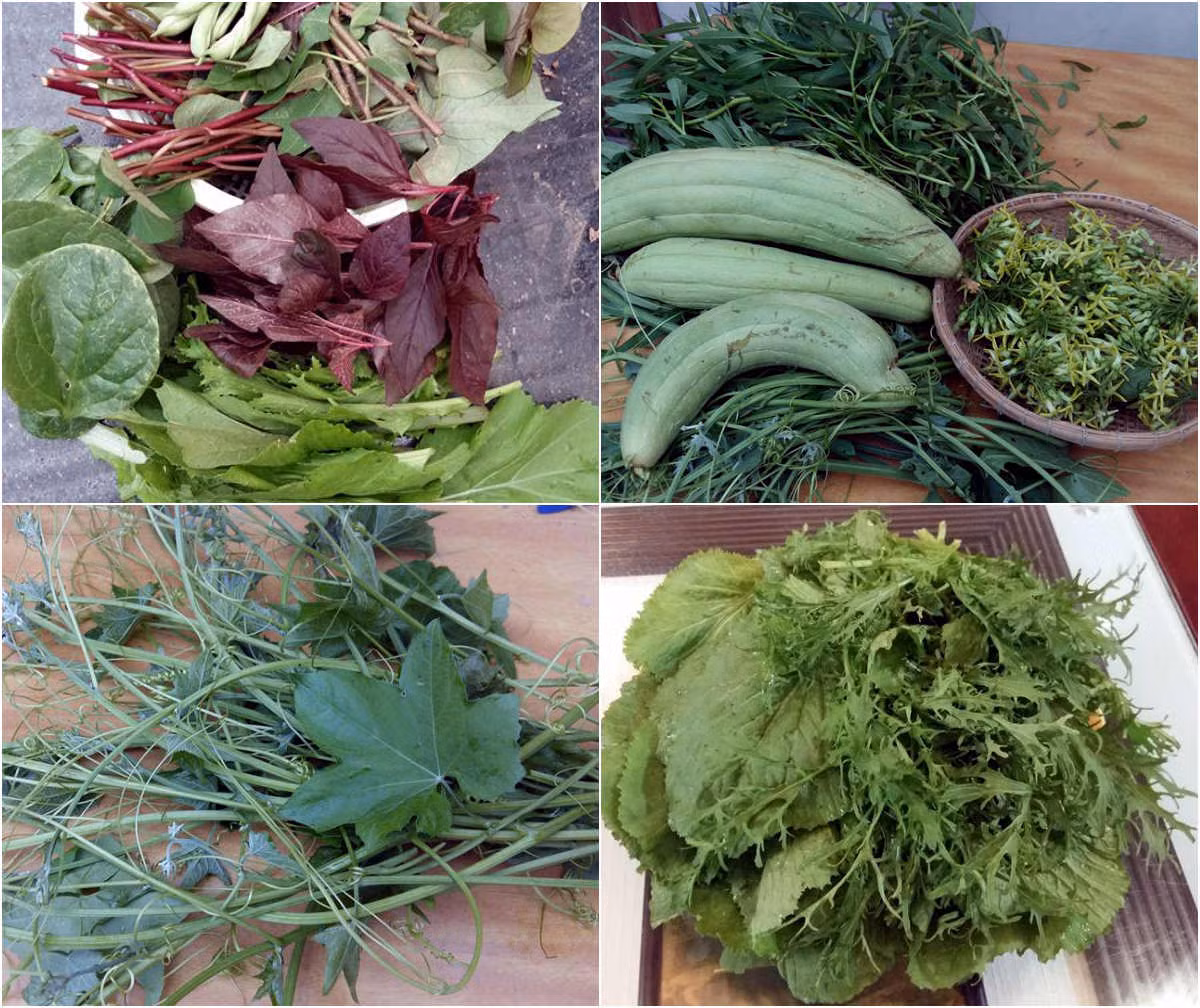 Ngoài trồng các loại rau, chị Dung còn trồng rất nhiều loại quả như đậu bắp, bí ngòi, đậu cove, cà tím ...