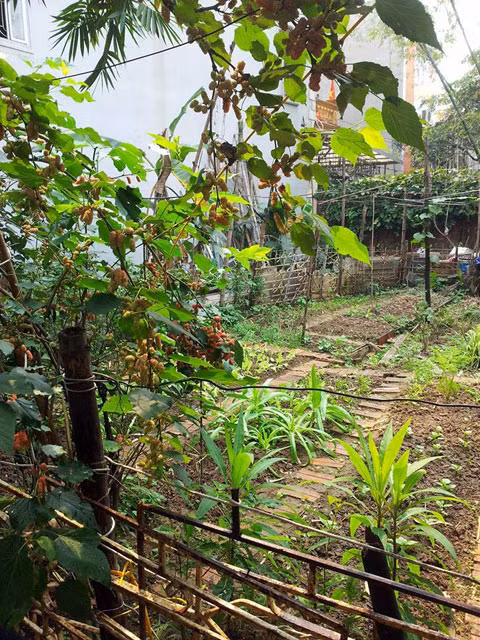 Do khu vườn rộng mà chủ vườn lại không có thời gian chăm sóc nên cây cối mọc um tùm. Tháng 2 năm nay, chị quyết tâm “gây dựng” lại cơ ngơi trồng rau hữu cơ của mình.