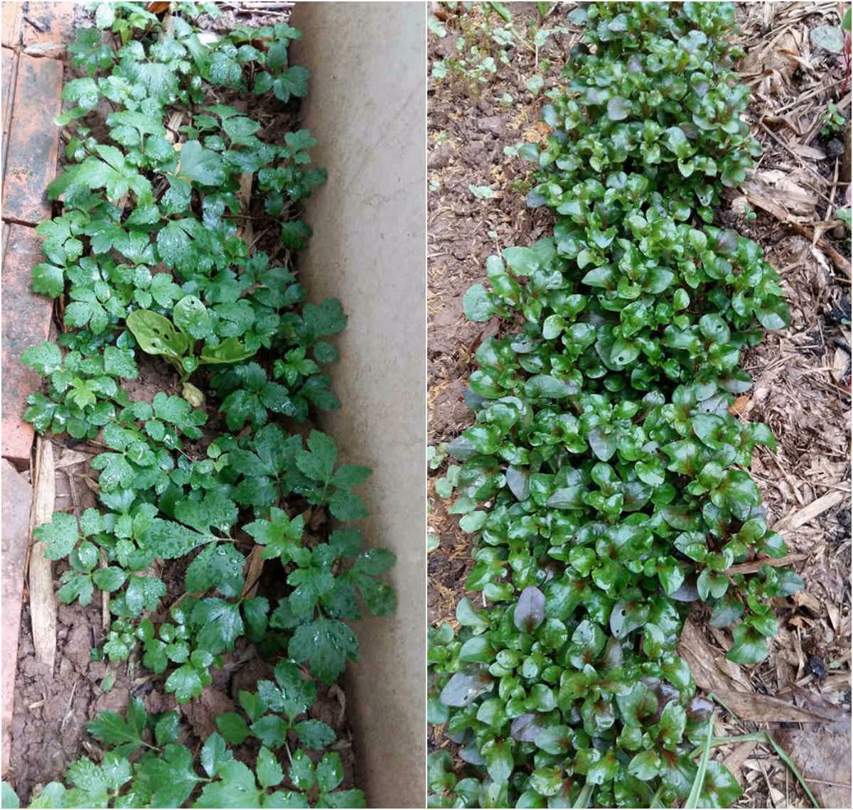 Ngoài các loại rau thường trồng chị còn trồng các loại rau lạ như rau dền Hàn Quốc, bầu đất để cho món lẩu bò, rau sâm làm canh ăn rất mát cho ngày hè, sương sâm lông..