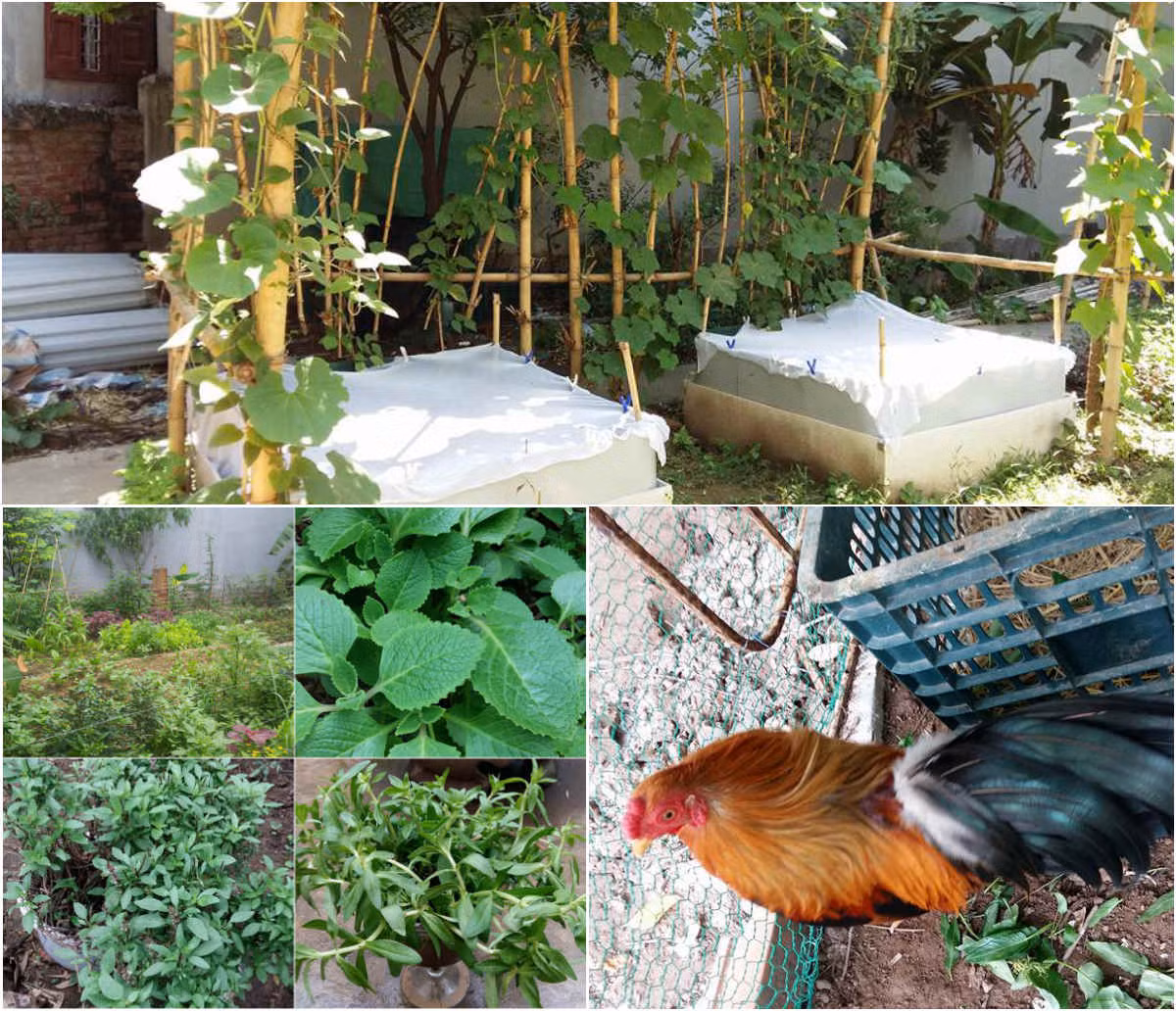  Khu vườn 400m2 la liệt rau xanh, quả sạch, gà xịn giữa Thủ đô của chị Đặng Thu Dung (Thanh Xuân, Hà Nội).