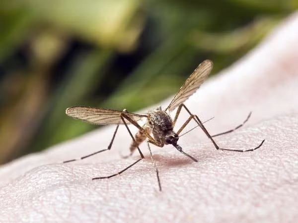 Virus chikungunya được truyền bởi giống muỗi Aedes aegypt, loài muỗi này thường xuất hiện và hút máu người nhiều vào thời điểm sáng sớm, chiều tối hoặc đêm khuya. Vì thế, bạn cần phải chú trọng các biện pháp diệt, phòng trừ muỗi đốt vào các thời điểm này.