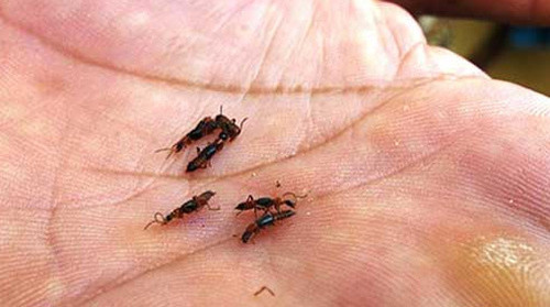 Giết kiến ba khoang bằng tay trần. Hầu hết mọi người thường mắc phải sai lầm khi bị kiến ba khoang tấn công là dùng tay đập rồi vô tình chà xát nọc độc trên da. Da bị chất độc kiến làm tổn thương gây khó chịu nên họ cào, gãi lên vết thương làm bội nhiễm tạo thành mủ, sốt, nhất là trẻ em. Ảnh: 24h.com.vn