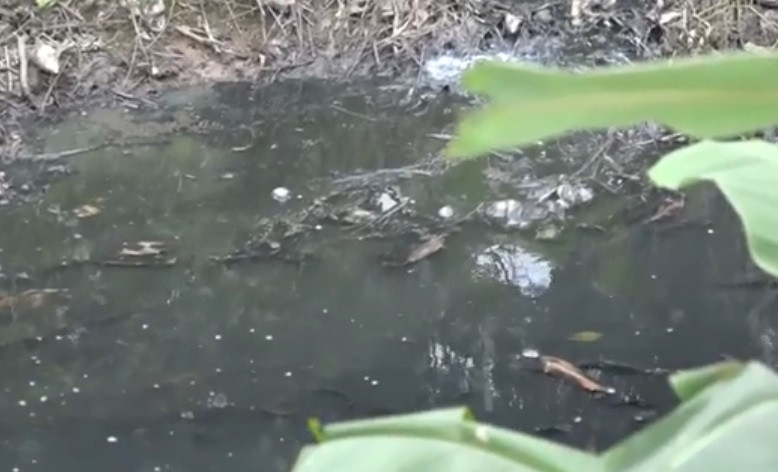 Hải Dương: Trang trại lợn ở Thanh Hà có dấu hiệu gây ô nhiễm Hai Duong: Trang trai lon o Thanh Ha co dau hieu gay o nhiem