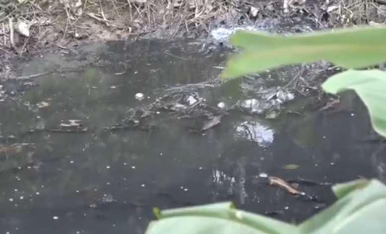 Hai Duong: Trang trai lon o Thanh Ha co dau hieu gay o nhiem