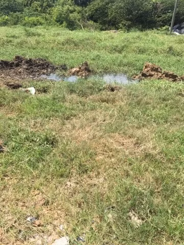 Chon heo chet len lut trong dem: PCT phuong noi gi?-Hinh-4