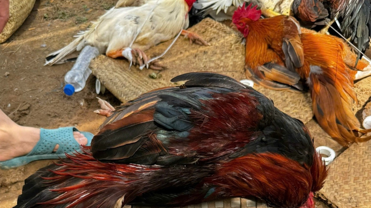 Triet xoa truong ga “khung” do Hieu “xi-po” cam dau-Hinh-2