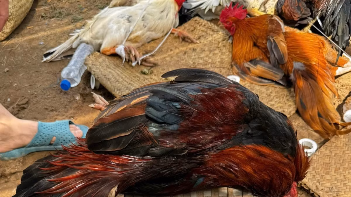 Triet xoa truong ga “khung” do Hieu “xi-po” cam dau-Hinh-2