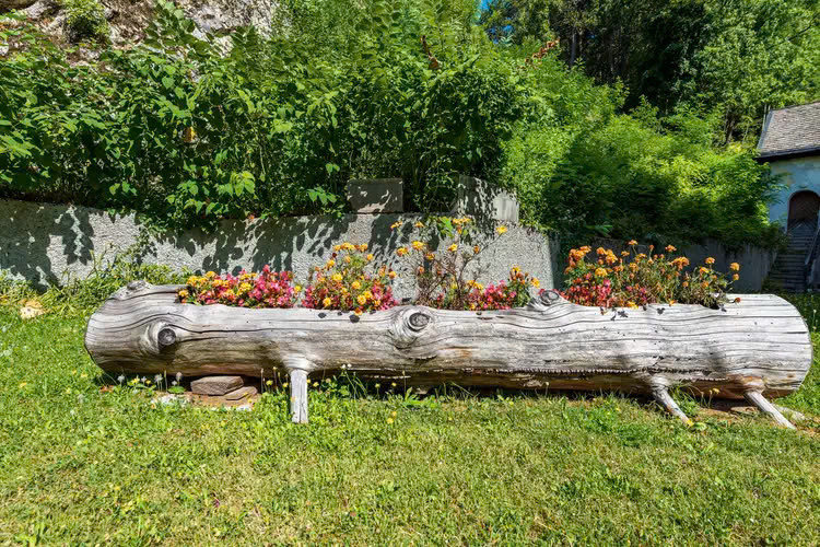 Thay vì tìm cách xử lý hay tiêu hủy một thân cây lớn, hãy tái sử dụng nó như một luống vườn tự nhiên như hình.