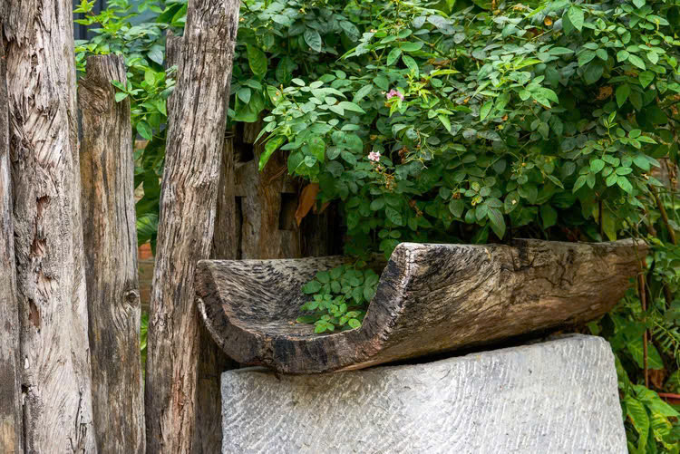 Một thân cây được chẻ đôi và khoét rỗng có thể đóng vai trò như máng nước và tạo nên tiểu cảnh nước độc đáo cho sân nhà bạn.