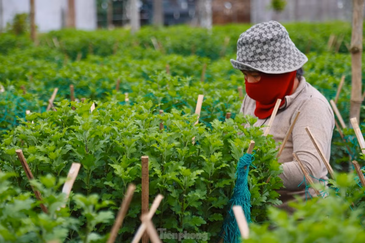 Làng hoa xã Nghĩa Hiệp, Nghĩa Mỹ (huyện Tư Nghĩa, tỉnh Quảng Ngãi) được xem là thủ phủ hoa cúc Tết ở Quảng Ngãi. Hàng năm, cung cấp hàng trăm nghìn chậu hoa cho thị trường Tết khắp các tỉnh, thành miền Trung.