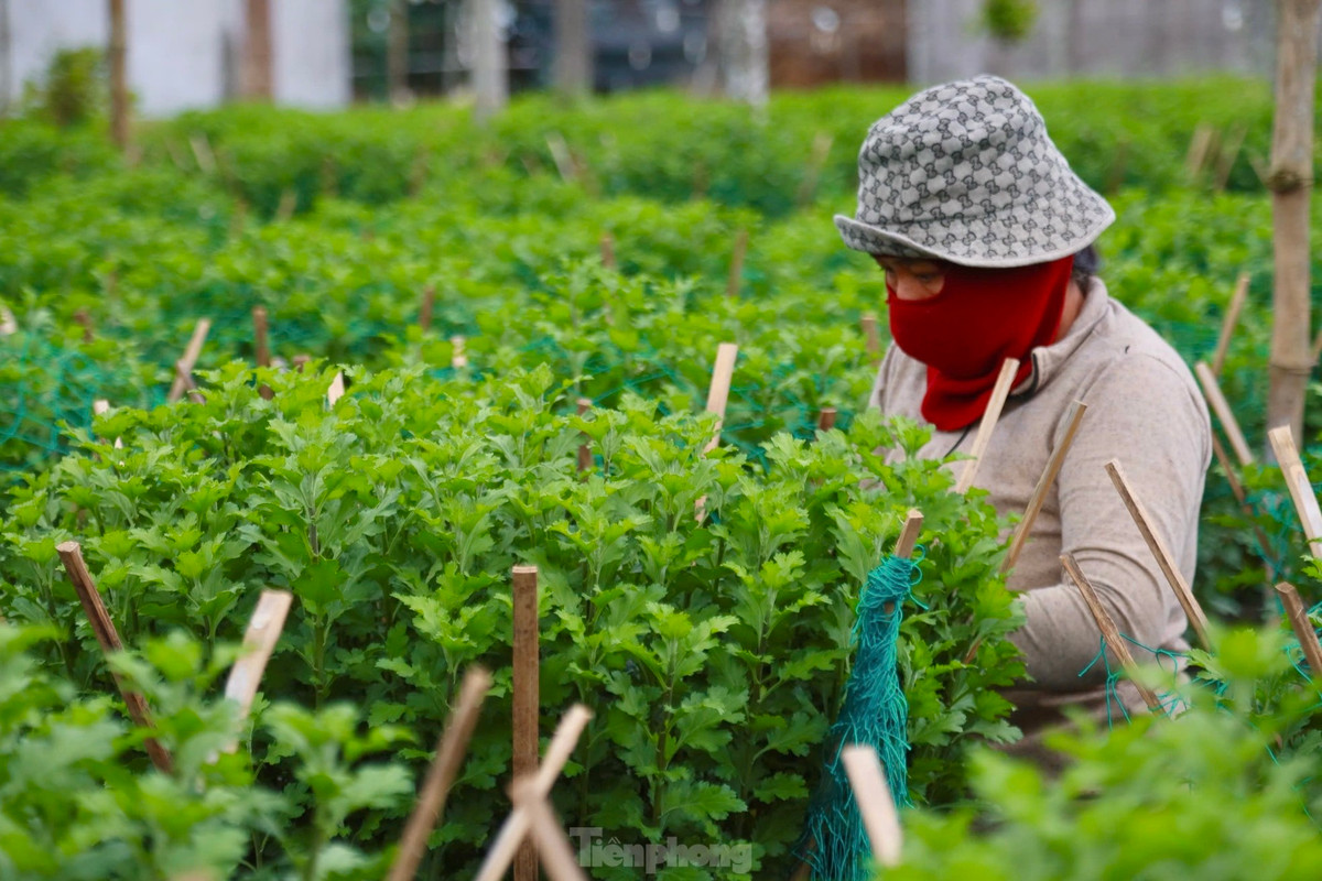 Làng hoa xã Nghĩa Hiệp, Nghĩa Mỹ (huyện Tư Nghĩa, tỉnh Quảng Ngãi) được xem là thủ phủ hoa cúc Tết ở Quảng Ngãi. Hàng năm, cung cấp hàng trăm nghìn chậu hoa cho thị trường Tết khắp các tỉnh, thành miền Trung.