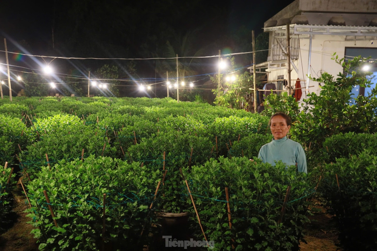 Đây là một kỹ thuật phổ biến, nhằm biến “đêm thành ngày” để cúc phát triển, cây cao hơn, hoa to hơn… nở đúng dịp Tết Nguyên đán.