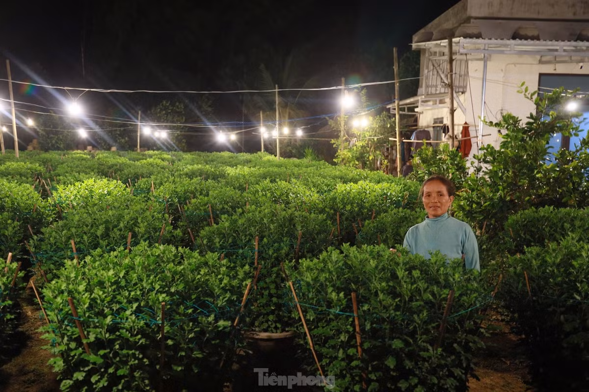 Đây là một kỹ thuật phổ biến, nhằm biến “đêm thành ngày” để cúc phát triển, cây cao hơn, hoa to hơn… nở đúng dịp Tết Nguyên đán.