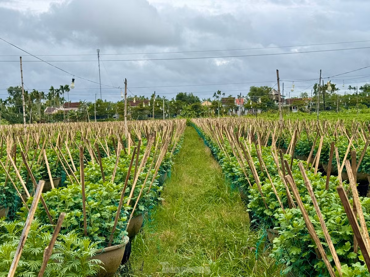 Tháng 1/2023, Cục Sở hữu trí tuệ (Bộ KH&amp;CN) đã công nhận nhãn hiệu hoa Nghĩa Hiệp (huyện Tư Nghĩa).