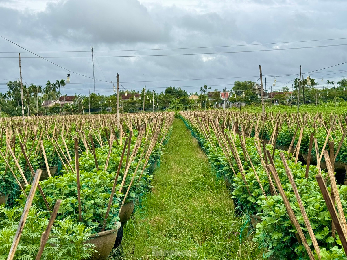 Tháng 1/2023, Cục Sở hữu trí tuệ (Bộ KH&amp;CN) đã công nhận nhãn hiệu hoa Nghĩa Hiệp (huyện Tư Nghĩa).