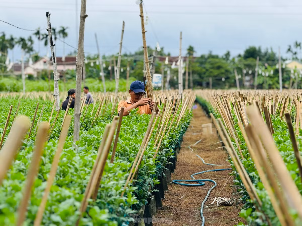 Còn khoảng 2 tháng là Tết Nguyên đán 2025, hiện người dân ở thủ phủ trồng hoa cúc ở xã Nghĩa Hiệp, Nghĩa Mỹ (huyện Tư Nghĩa, tỉnh Quảng Ngãi) đang tất bật, bước vào cao điểm vụ hoa Tết.