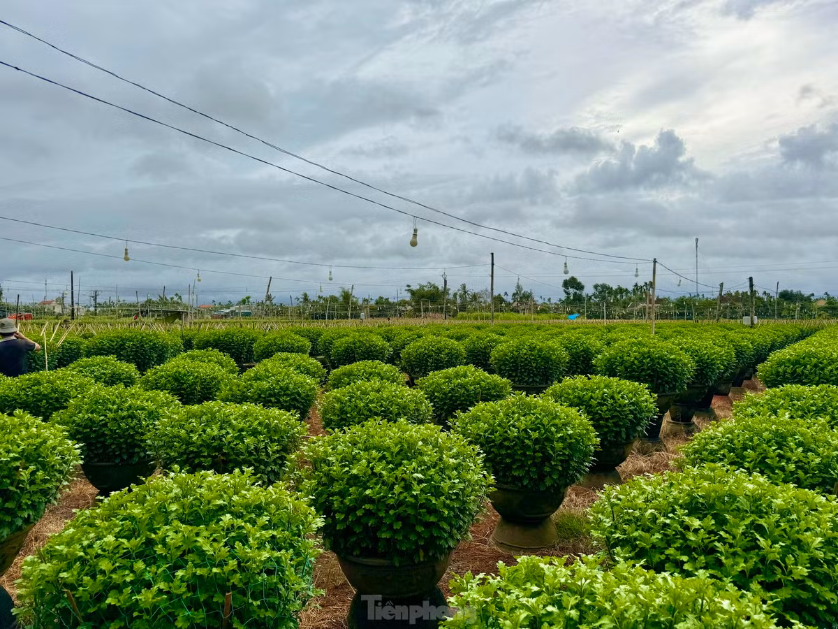 Mỗi năm nơi đây cung cấp ra thị trường hàng trăm nghìn chậu hoa Tết.