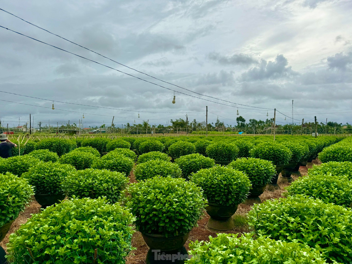 Mỗi năm nơi đây cung cấp ra thị trường hàng trăm nghìn chậu hoa Tết.