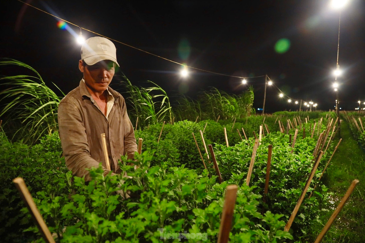Việc chong đèn trên những ruộng hoa không phải để xua đi bóng tối như ở chốn thị thành, cũng không phải để sưởi ấm mà đây là một trong những kỹ thuật cần thiết được người trồng hoa áp dụng nhằm đánh thức không cho hoa “ngủ”.