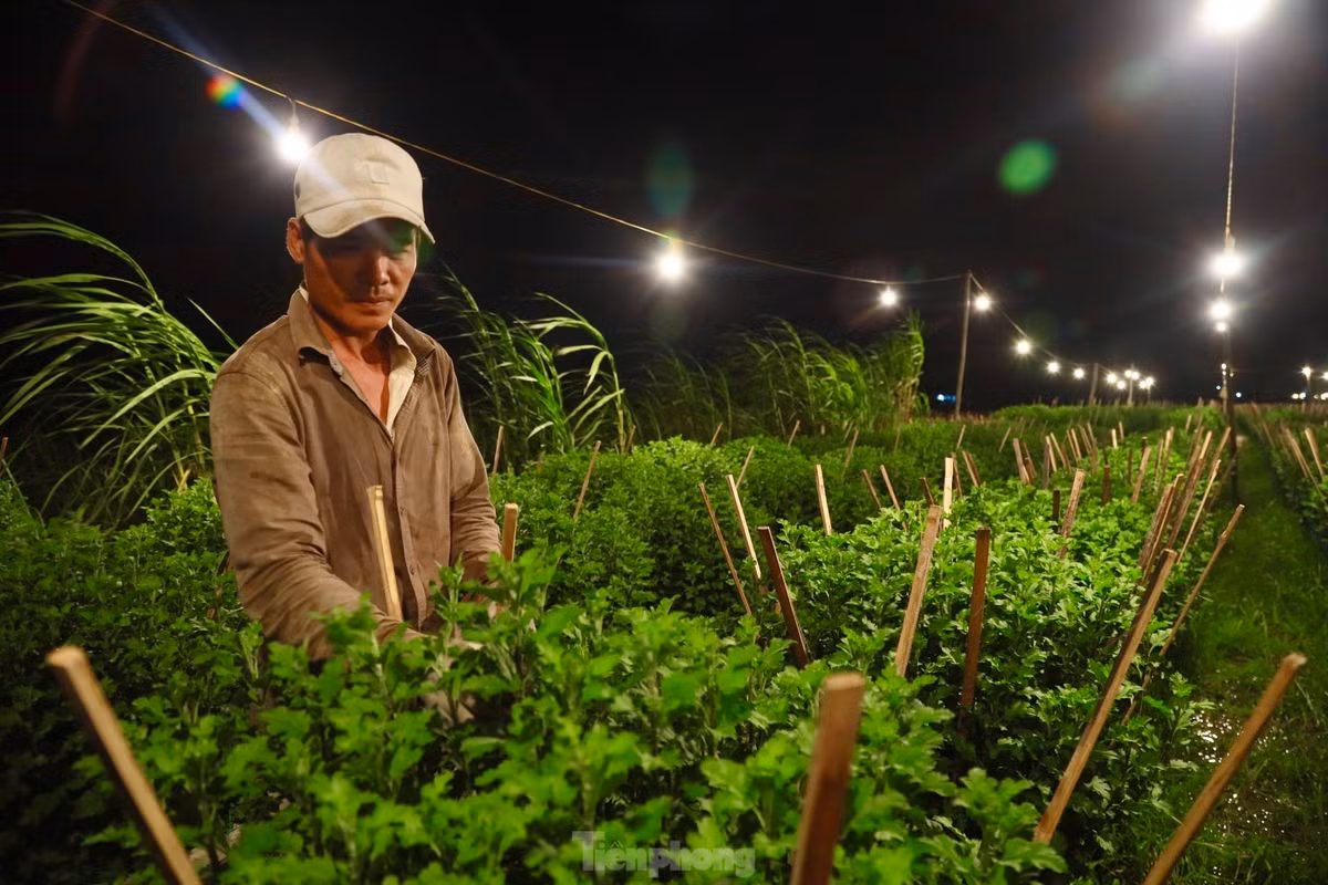 Việc chong đèn trên những ruộng hoa không phải để xua đi bóng tối như ở chốn thị thành, cũng không phải để sưởi ấm mà đây là một trong những kỹ thuật cần thiết được người trồng hoa áp dụng nhằm đánh thức không cho hoa “ngủ”.