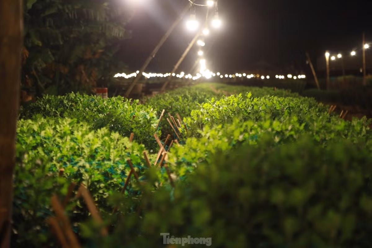 Để hoa cúc nở đẹp và đúng dịp Tết, người trồng hoa nơi đây đã phải áp dụng nhiều biện pháp kỹ thuật. Trong đó có biện pháp chong đèn cho hoa.