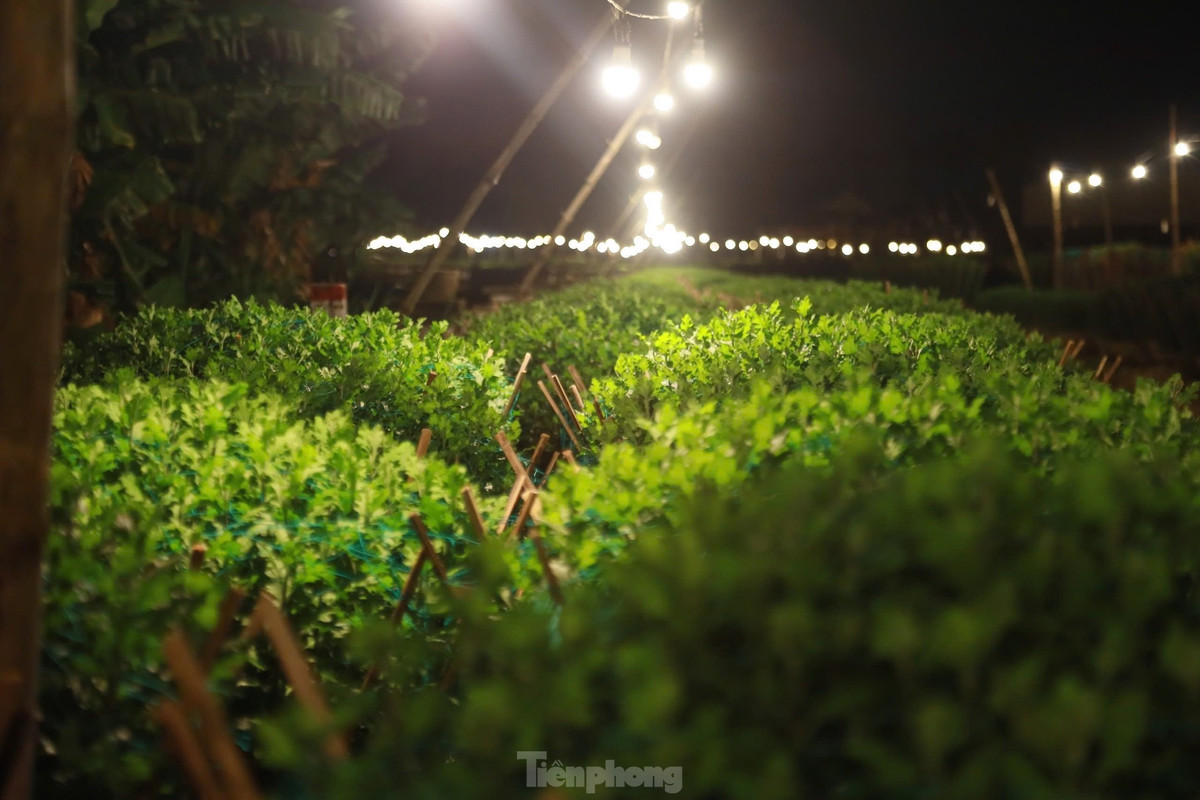Để hoa cúc nở đẹp và đúng dịp Tết, người trồng hoa nơi đây đã phải áp dụng nhiều biện pháp kỹ thuật. Trong đó có biện pháp chong đèn cho hoa.