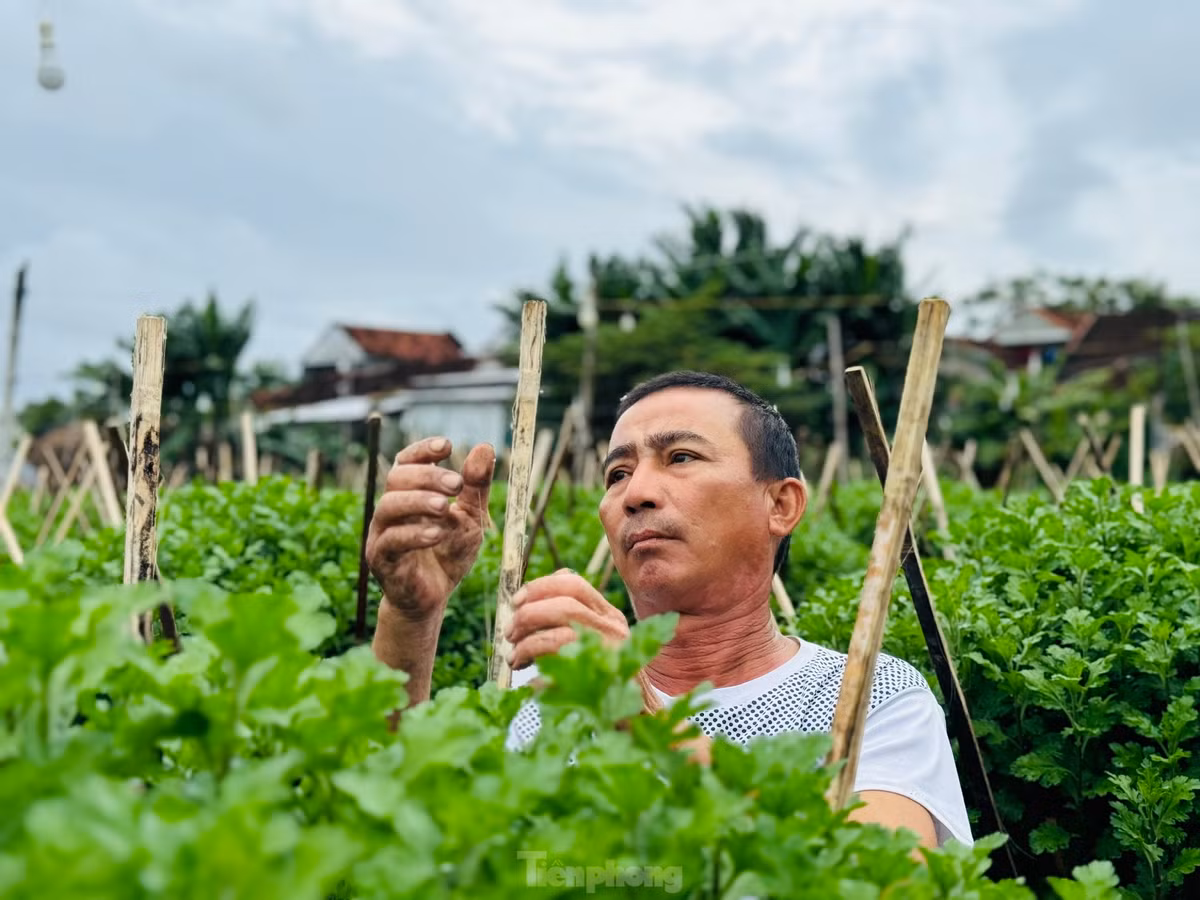 Tuy việc trồng hoa cúc nhiều bấp bênh, ăn may theo thời tiết nhưng chưa khi nào người trồng bớt hy vọng một mùa hoa bội thu. Mỗi năm một mùa hoa Tết, nếu thắng lợi, khoản lợi nhuận thu được có thể dành dụm để lo cho con cái ăn học và trang trải cuộc sống.