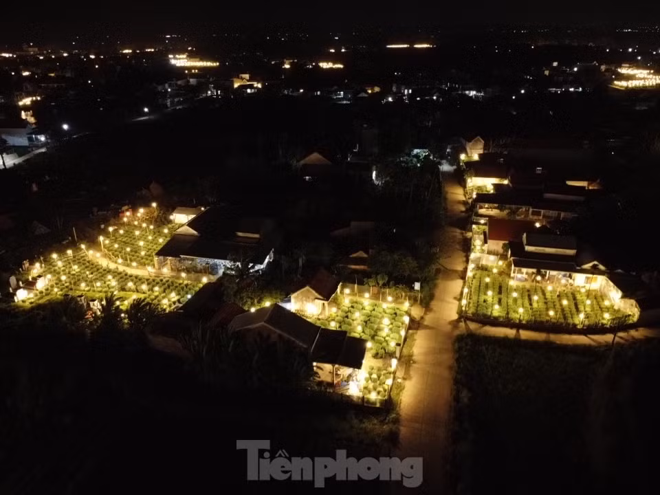 Đến với thủ phủ trồng hoa cúc thời điểm này vào ban đêm, nhiều người không khỏi thích thú trước khung cảnh lung linh, rực sáng với hàng nghìn ngọn đèn điện cùng lúc được thắp sáng trên những ruộng hoa…