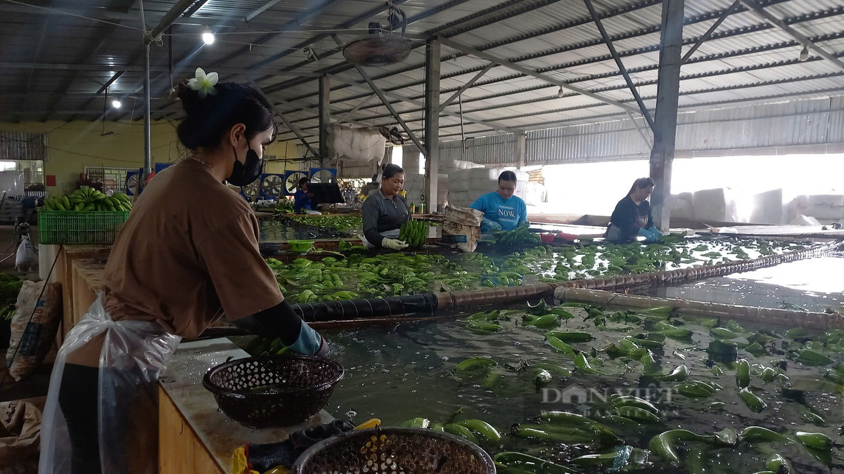 Nông dân An Giang lãi tiền tỷ nhờ trồng chuối xuất khẩu Nong dan An Giang lai tien ty nho trong chuoi xuat khau