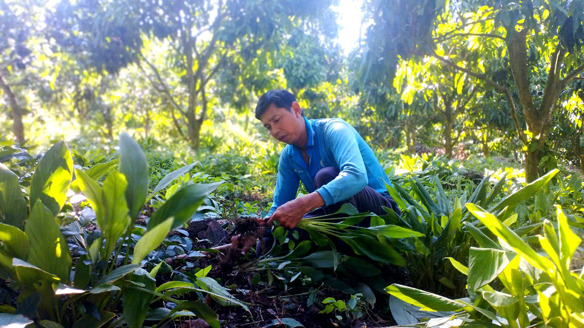 Trong cay duoc lieu duoi tan cay xoai cho hieu qua kinh te cao