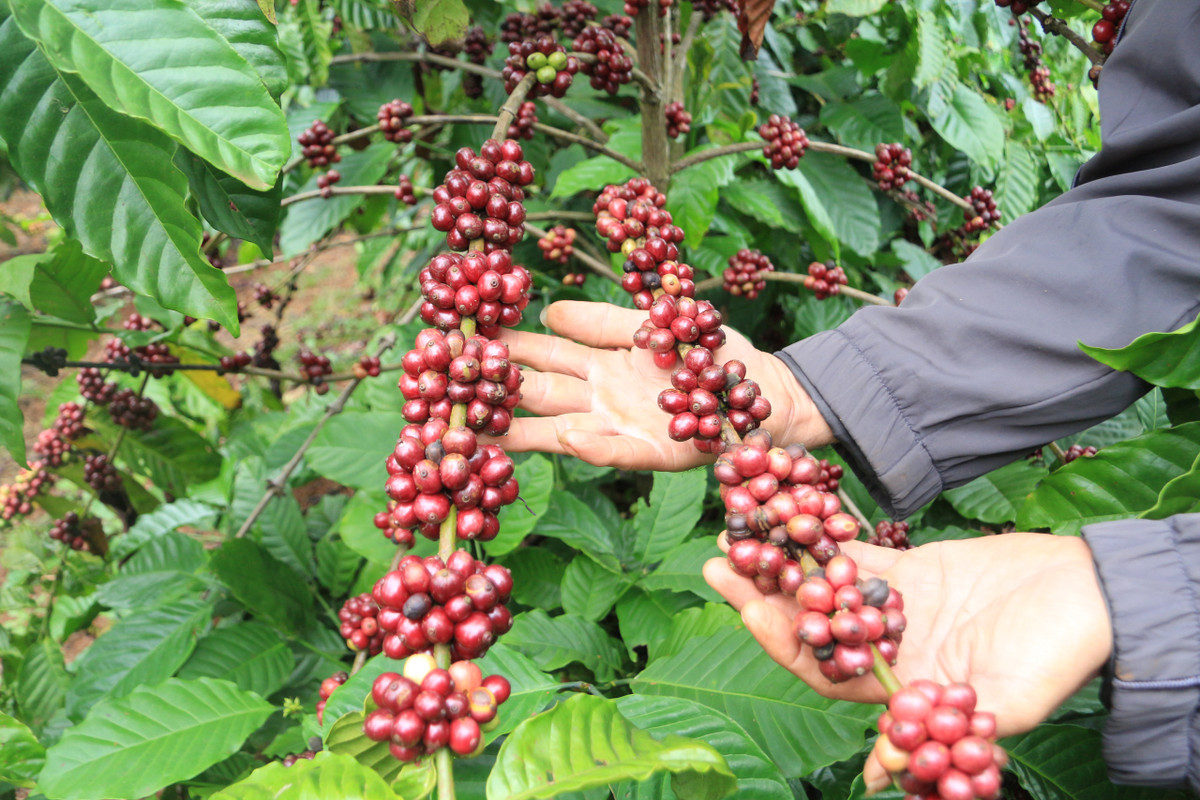 “Lão nông” tỷ phú trồng cà phê năng suất 5 tấn/ha, cả làng bái phục - Hình 2 “Lao nong” ty phu trong ca phe nang suat 5 tan/ha, ca lang bai phuc-Hinh-2