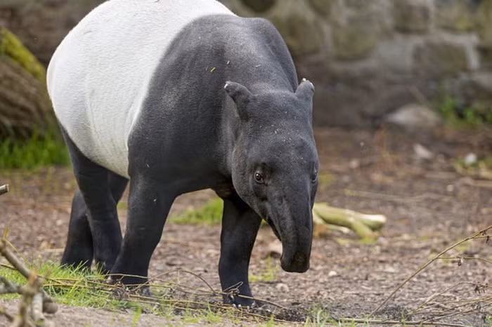 Heo vòi nổi tiếng với việc tạo ra các đường dẫn đến nguồn nước – một kỹ năng mà con người học tập và áp dụng khi xây dựng đường giao thông.