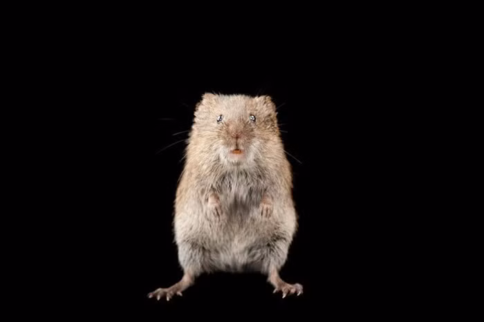 Chuột đồng là loài kết bạn tình cả đời, sống theo chế độ một vợ một chồng rất chung thủy.